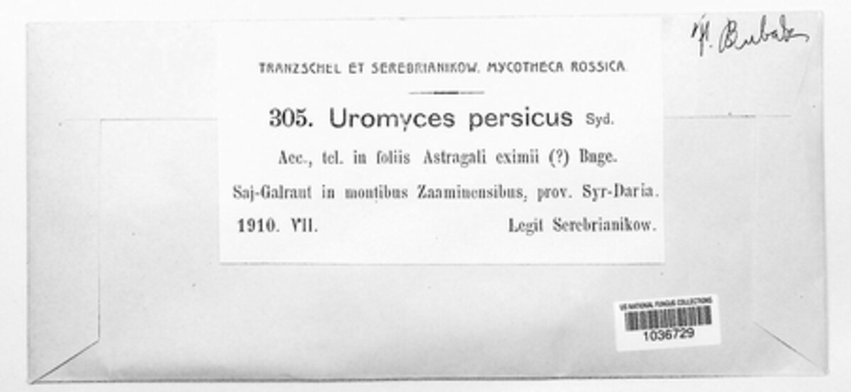 Uromyces persicus image